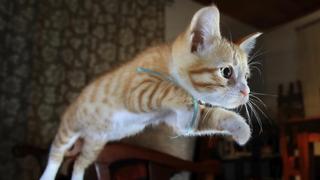 Cat: Kitty Love Cat: Kitty Love