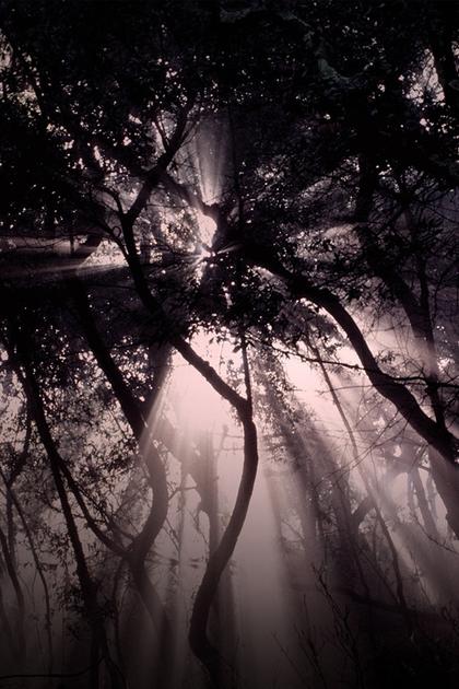 Bloodlands