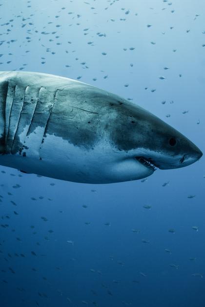 Megalodon: The New Evidence