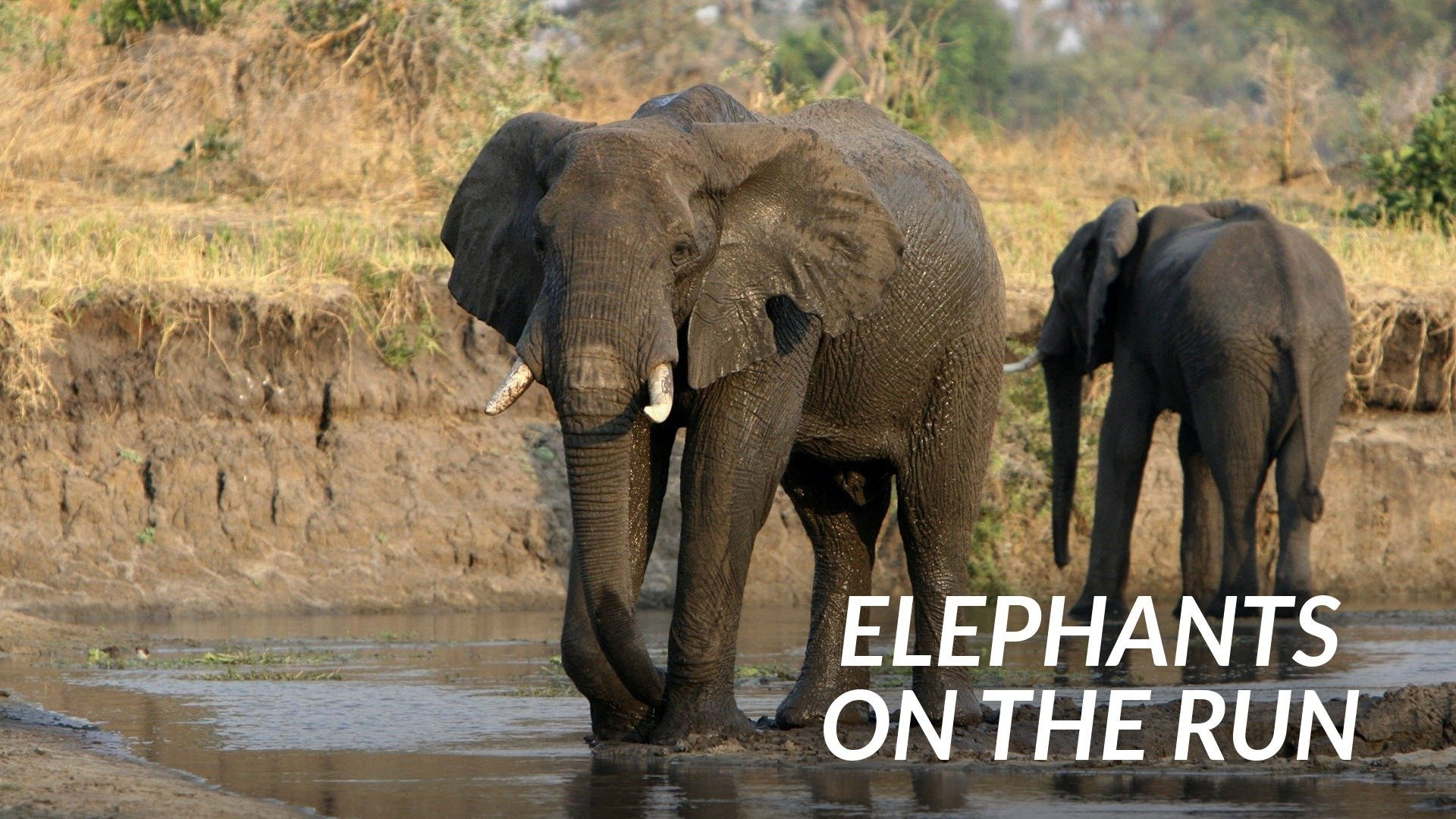 Watch Elephants on the Run Streaming on Philo