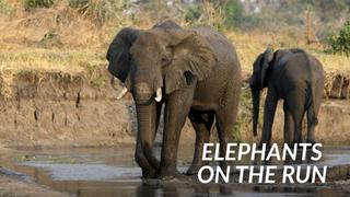 Elephants on the Run