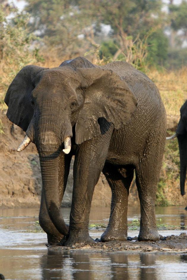 Elephants on the Run