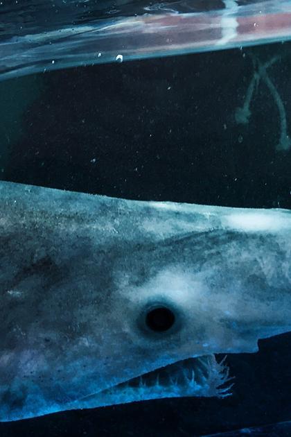 Alien Sharks: Return to the Abyss
