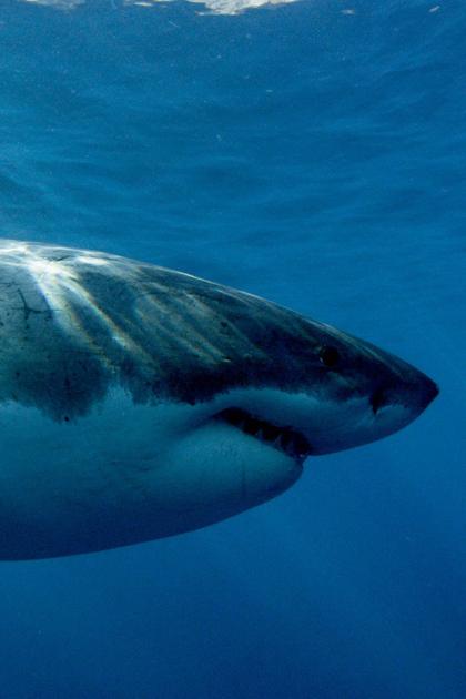 Spawn of Jaws: The Birth