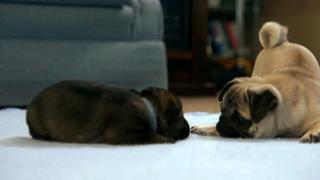 Puppies and Prickles