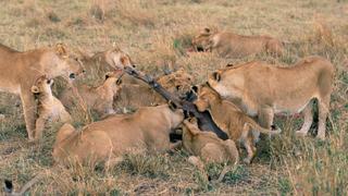 Serengeti Serengeti