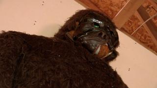 Searching for Bigfoot Searching for Bigfoot