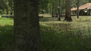 Honey Island Swamp Monster Honey Island Swamp Monster