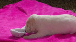 Sock Puppies: Pint Sized