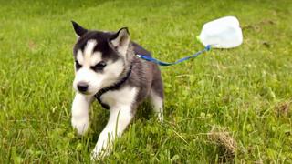 Puppy Posse: Pint Sized