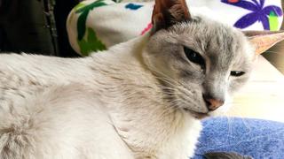 Cuddly Kittens: Pint Sized Cuddly Kittens: Pint Sized