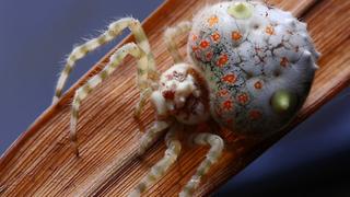 Micro Predators Micro Predators