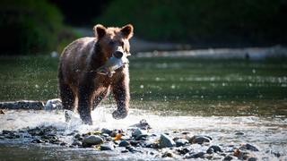 Canada's Coastal Forests