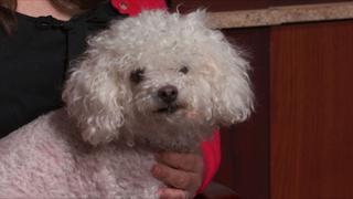 Service Dog Tearjerker