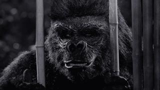 Diamonds Are an Ape's Best Friend Diamonds Are an Ape's Best Friend