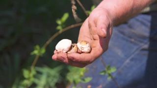 Rescuing a Massive Barn and Finishing the Lincoln Cabin