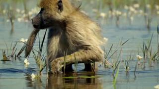 Okavango Okavango