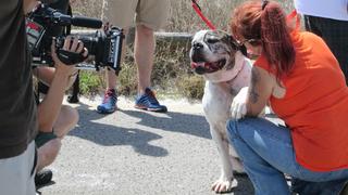 Pit Bulls and Parolees