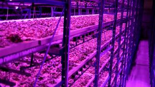 The Future of Food
