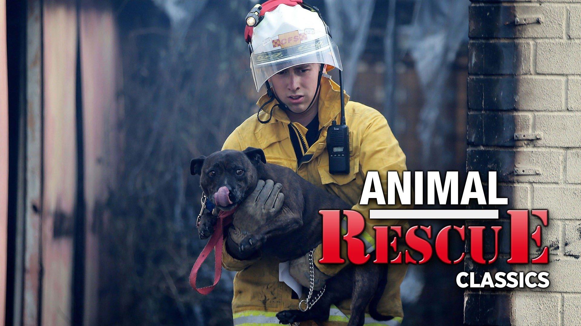 Watch Animal Rescue Classics Streaming on Philo (Free Trial)