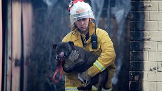 Animal Rescue Classics