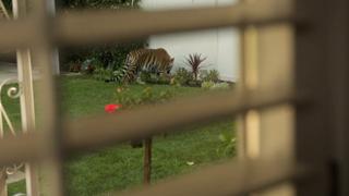 Tiger in My Backyard Tiger in My Backyard