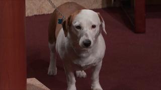 A Dog's Confession?; Flat-Screen Friendship Fiasco