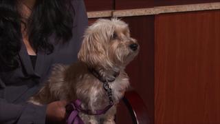 Dog Eats Marijuana Candy!; Cupcake Crisis