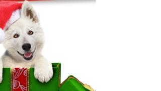 A Belle for Christmas