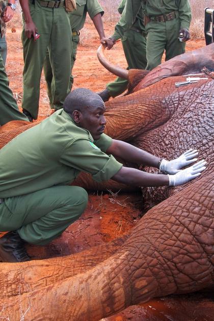 Ivory Wars