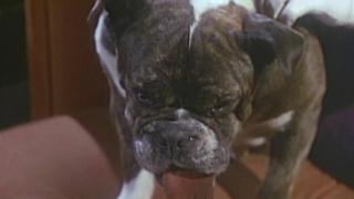 It's a Dog's World It's a Dog's World