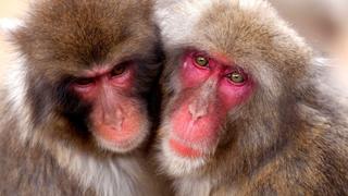Courtship Courtship