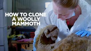 How to Clone a Woolly Mammoth