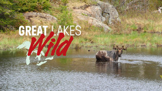 Great Lakes Wild