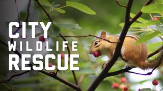  watch City Wildlife Rescue