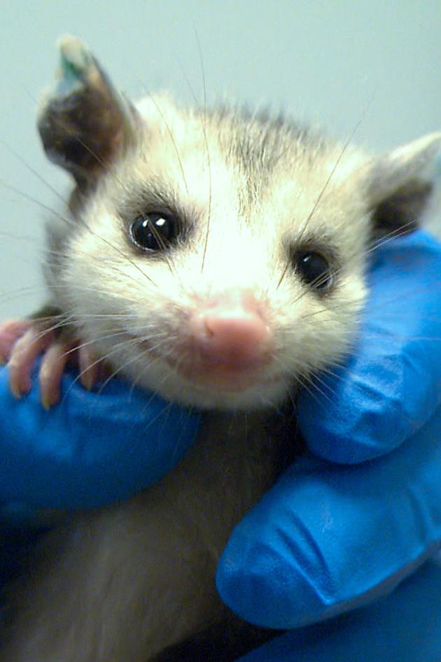 City Wildlife Rescue