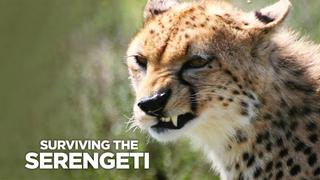 Surviving the Serengeti