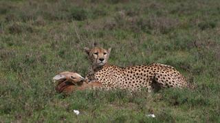 Surviving the Serengeti