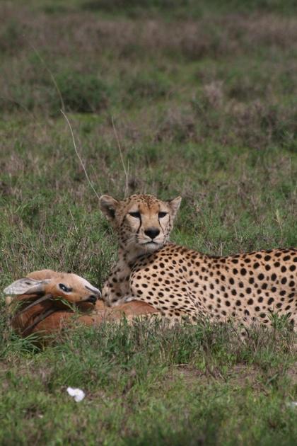 Surviving the Serengeti