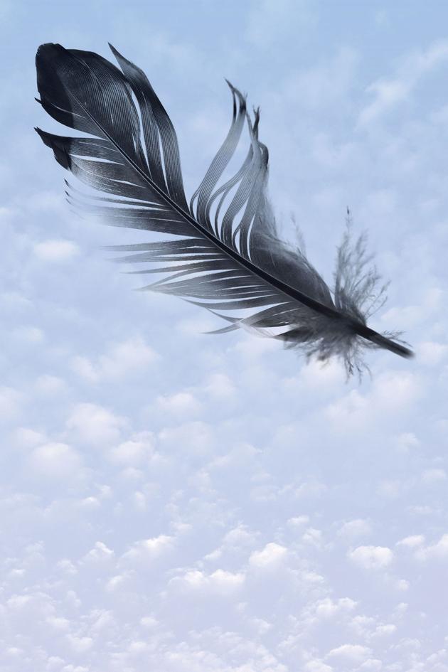 A Pigeon Sat on a Branch Reflecting on Existence