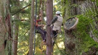 Treehouse Masters