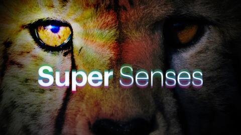 Super Senses