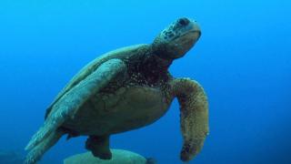 Underwater Underwater
