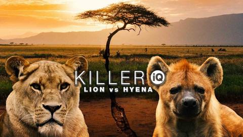 Killer IQ: Lion vs Hyena