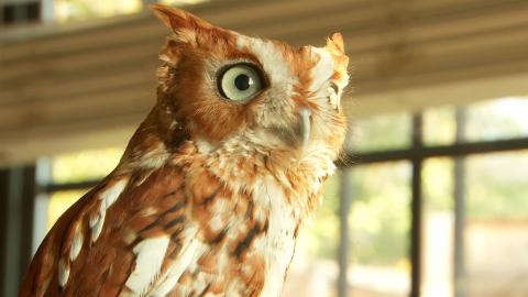 192 Sq. Ft. Bird House