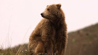 The Most Amazing Senses