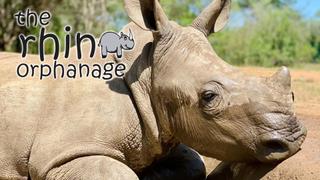 The Rhino Orphanage