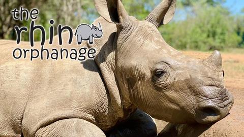 The Rhino Orphanage