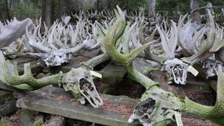 Invaders From the Deep Invaders From the Deep