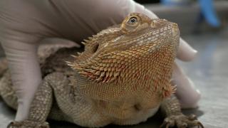 Lizard Crazy Lizard Crazy